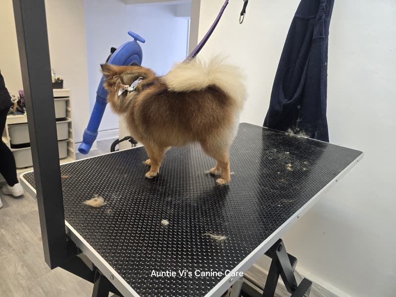 A freshly groomed cream-and-sable Pomeranian standing on the grooming table in the salon