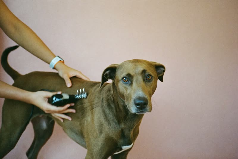 A dog being clipped, held steady by a groomer's hands