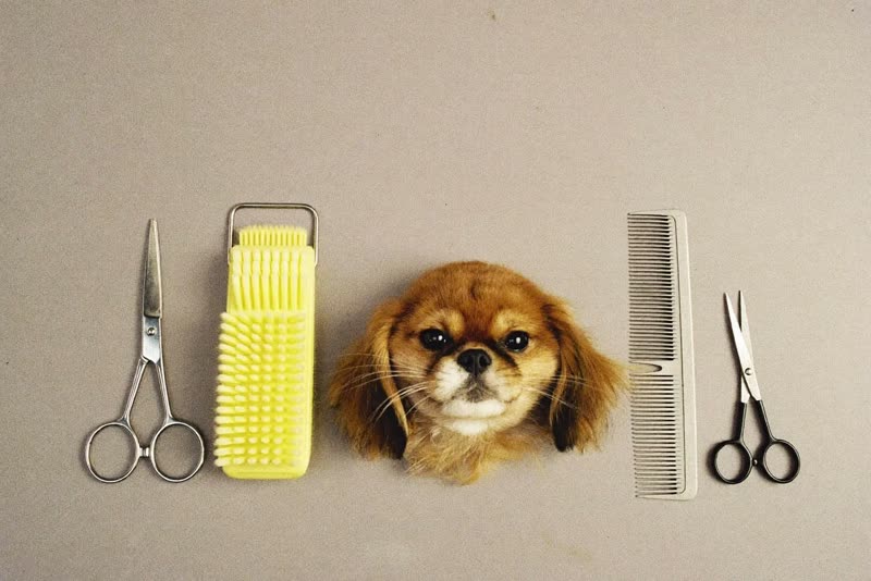 Clean grooming tools laid out ready for use