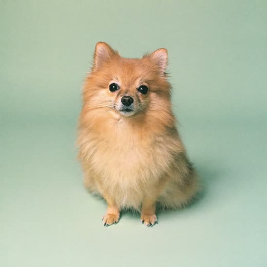 A freshly bathed and dried small fluffy dog