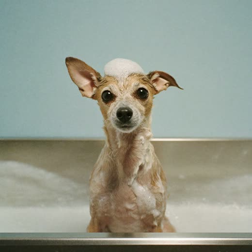 A small dog being shampooed in a grooming bath