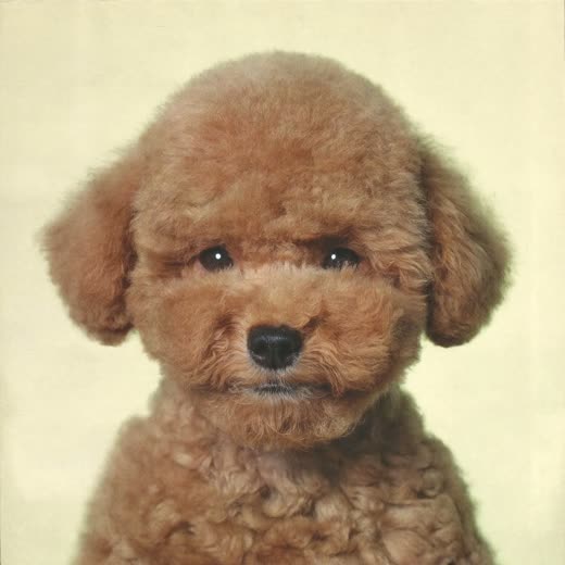 A puppy with a neat trimmed coat
